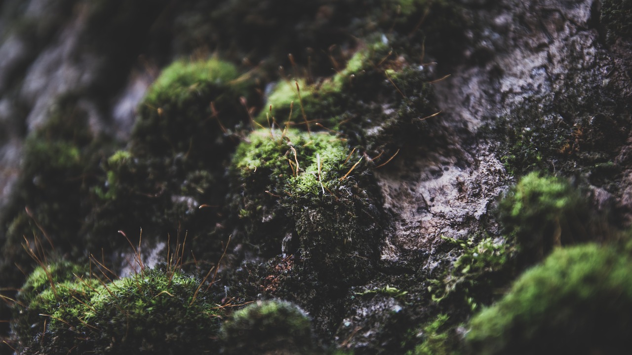 Download free photo of Background image,moss,tree,micro,the branch of a  tree - from 