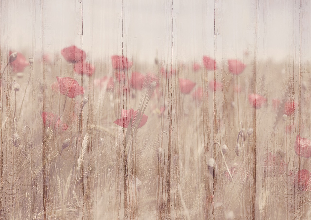 background image flowers klatschmohn free photo