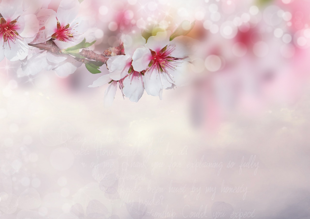 background image  almond blossom  flowers free photo