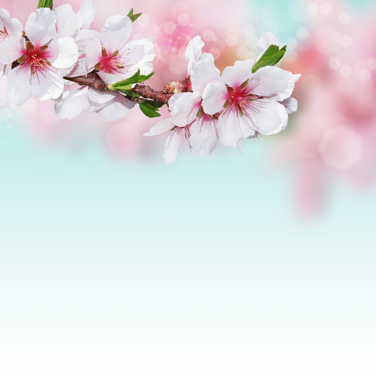 background image  almond blossom  flowers free photo