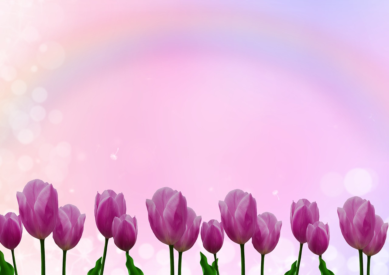 background image  tulips  flowers free photo