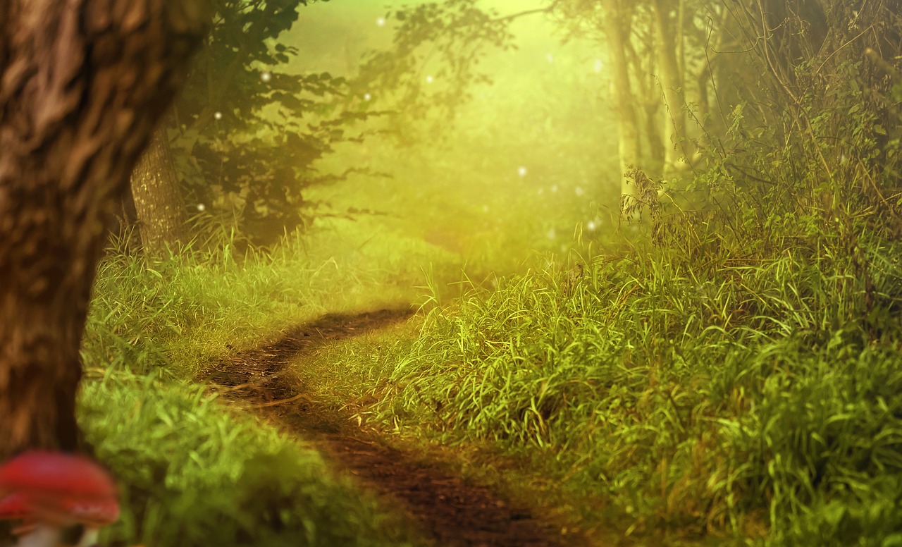 background image  forest  trees free photo