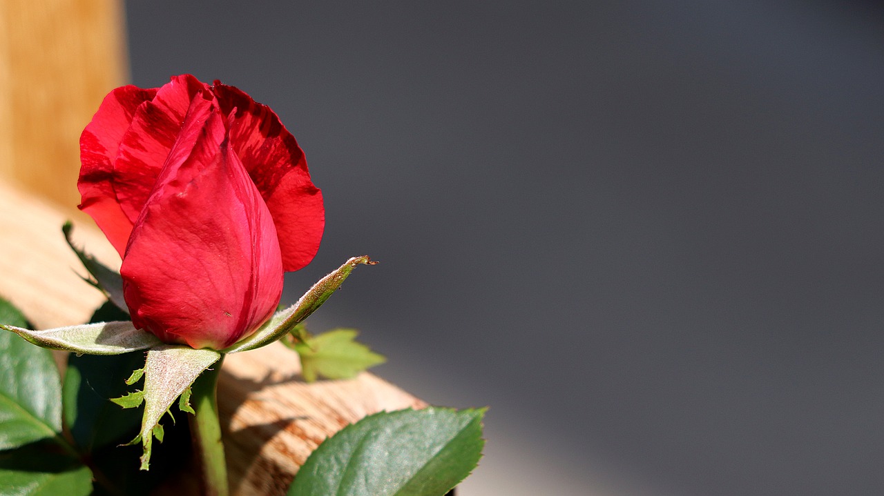 background image  rose  romance free photo