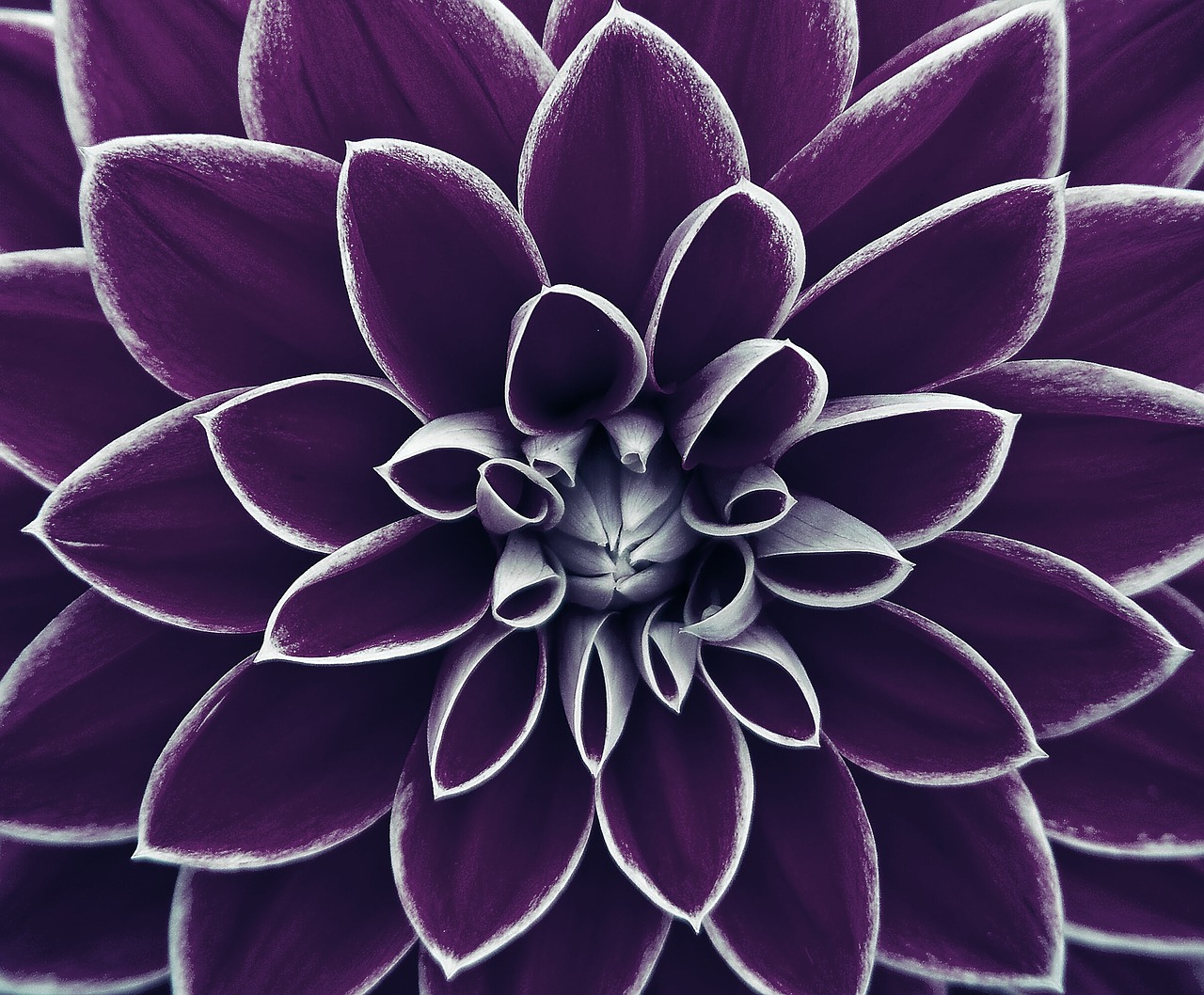 background image flower purple free photo