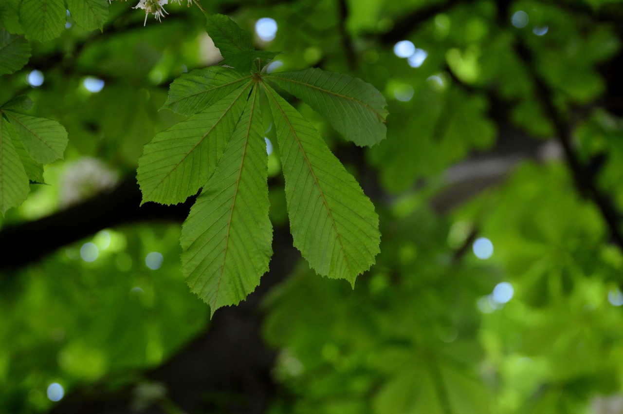 background image chestnut leaves free photo