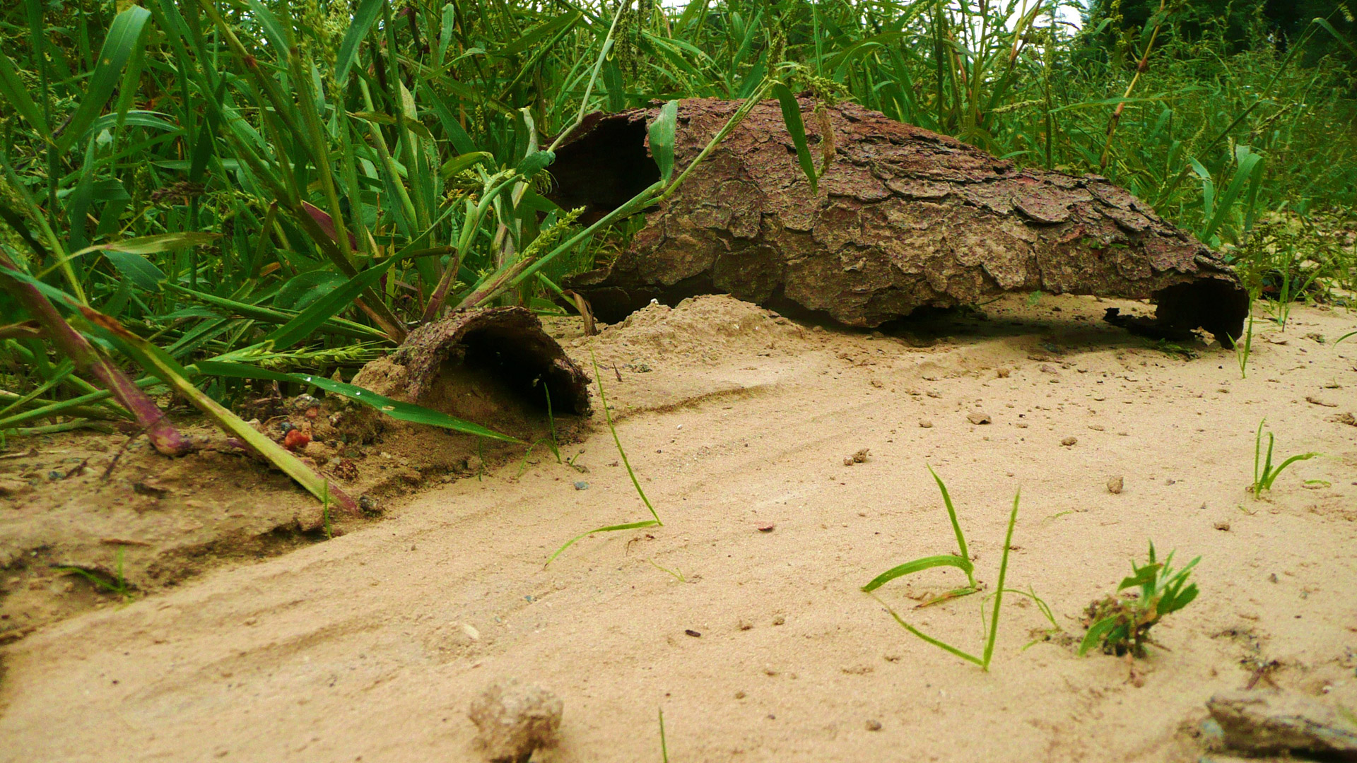 sand grass bark free photo