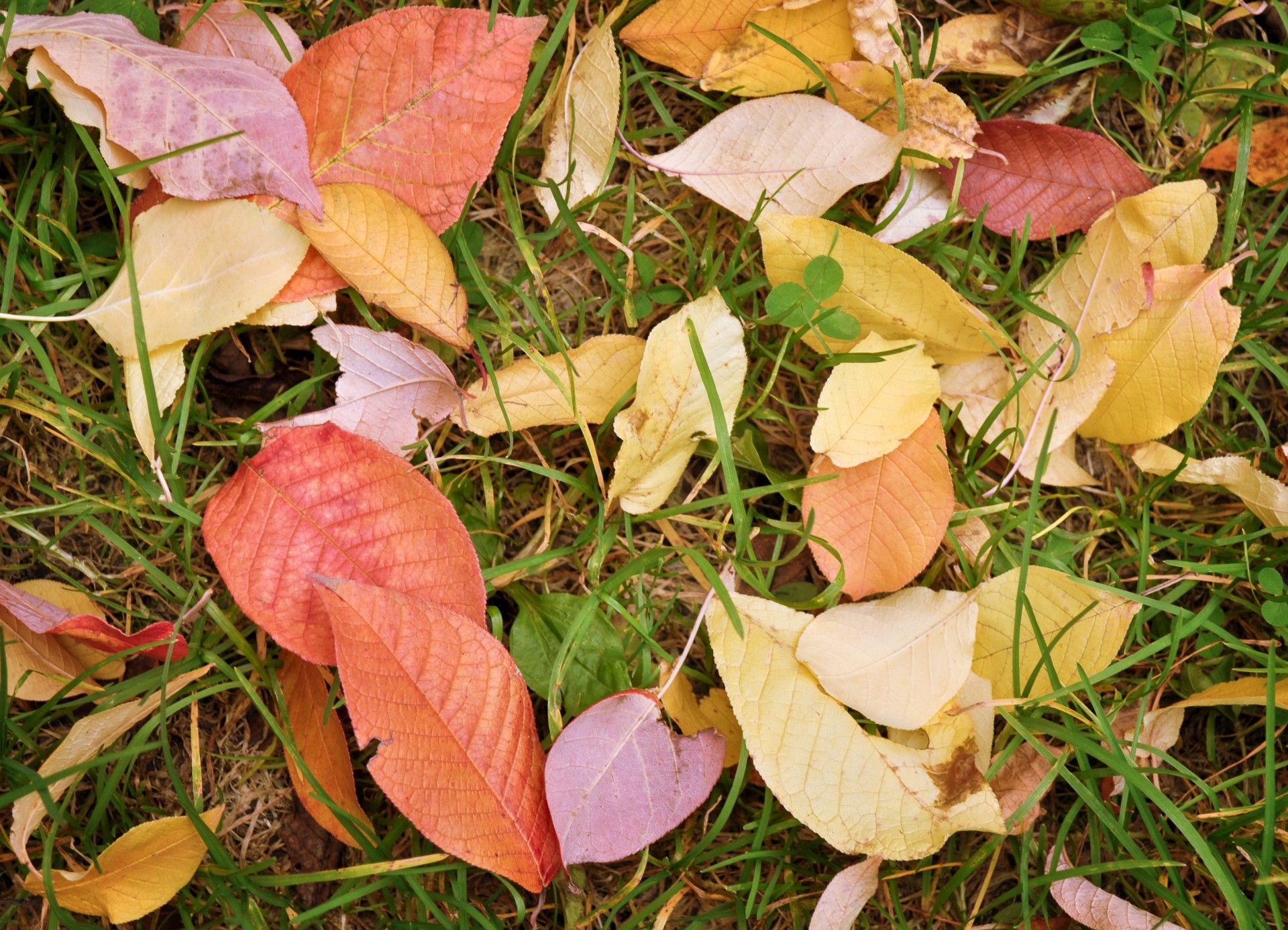 autumn leaves background abstract free photo