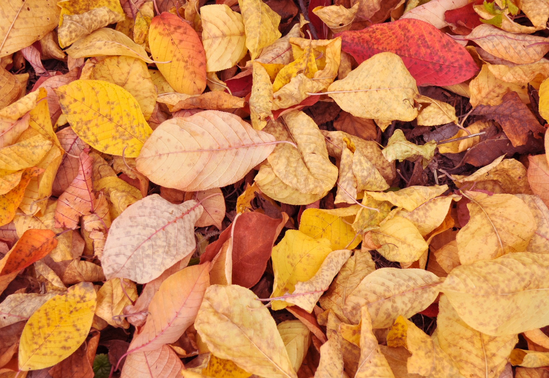 autumn leaves background free photo