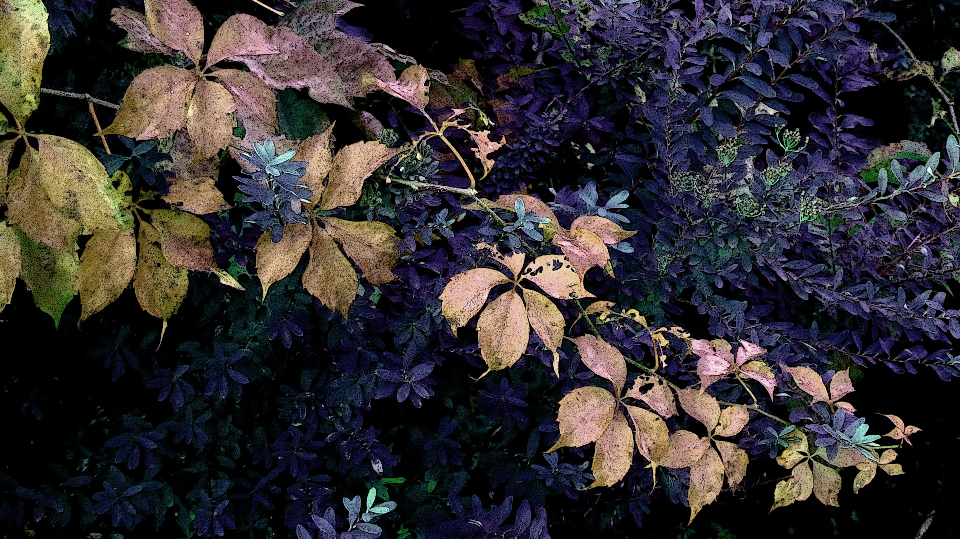 plant plants closeup free photo