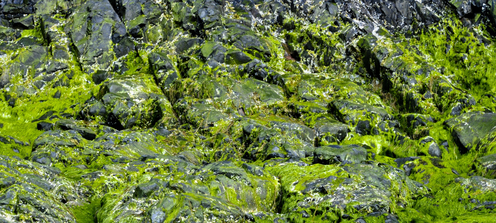 background wallpaper moss free photo