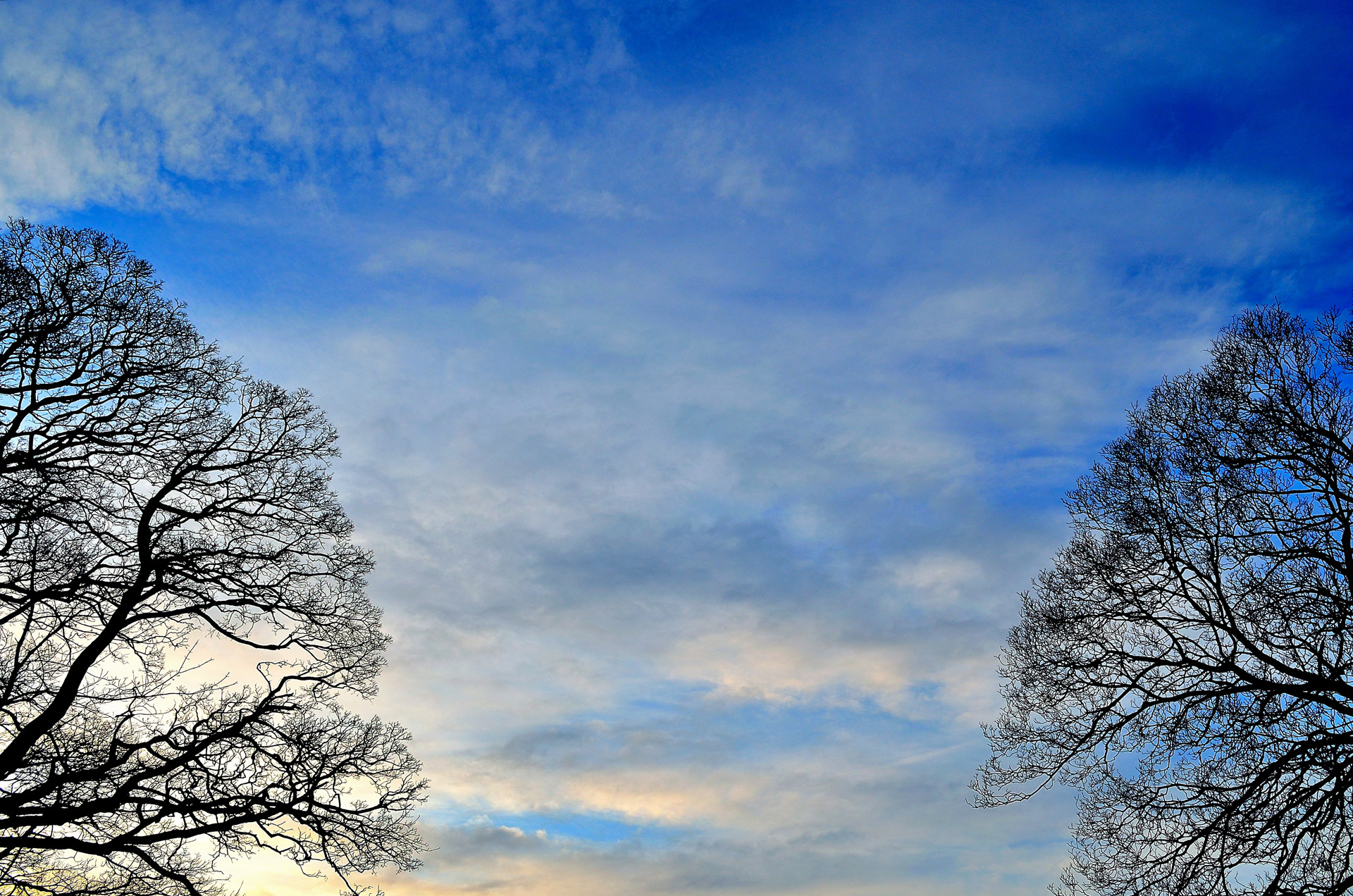 Download free photo of Background,sky,trees,landscape,postcard - from  