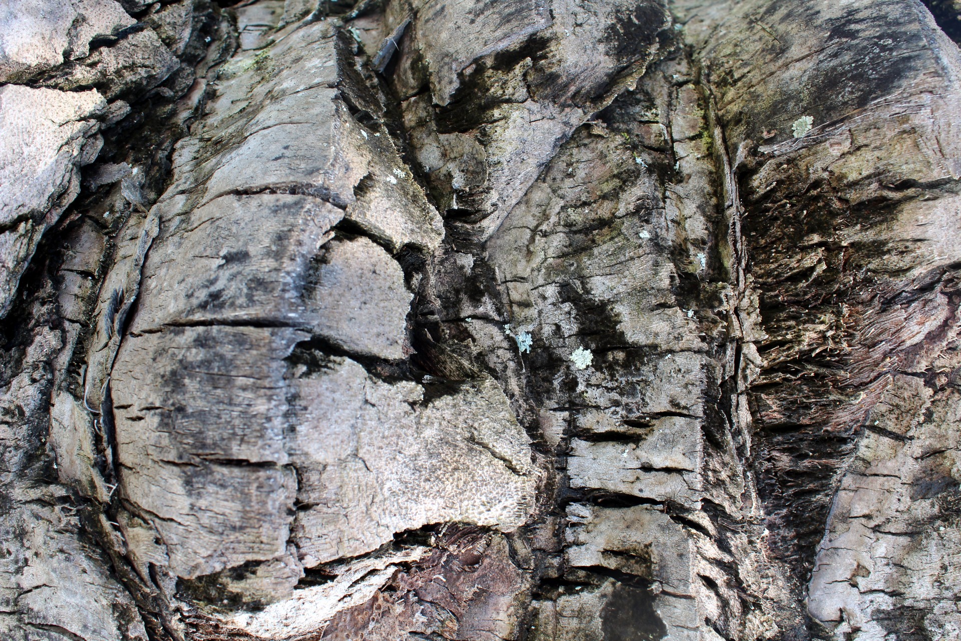 background bark tree free photo