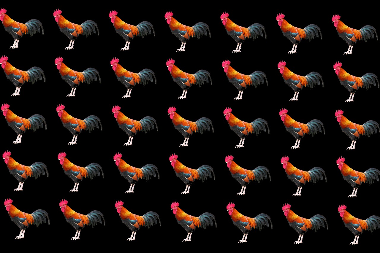 background pattern chicken fowl free photo