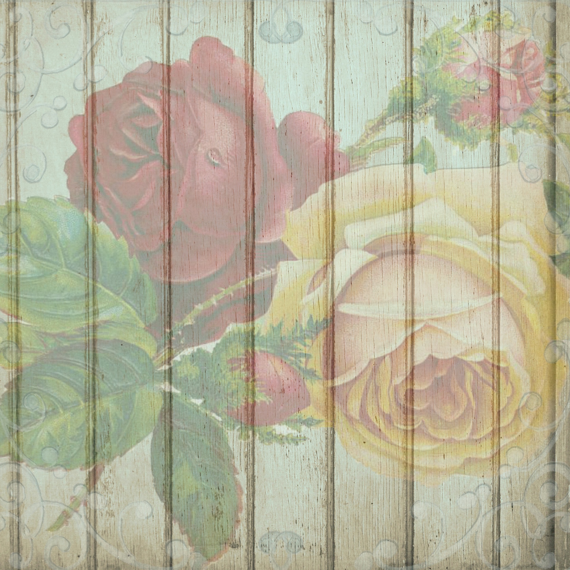 background romantic roses free photo