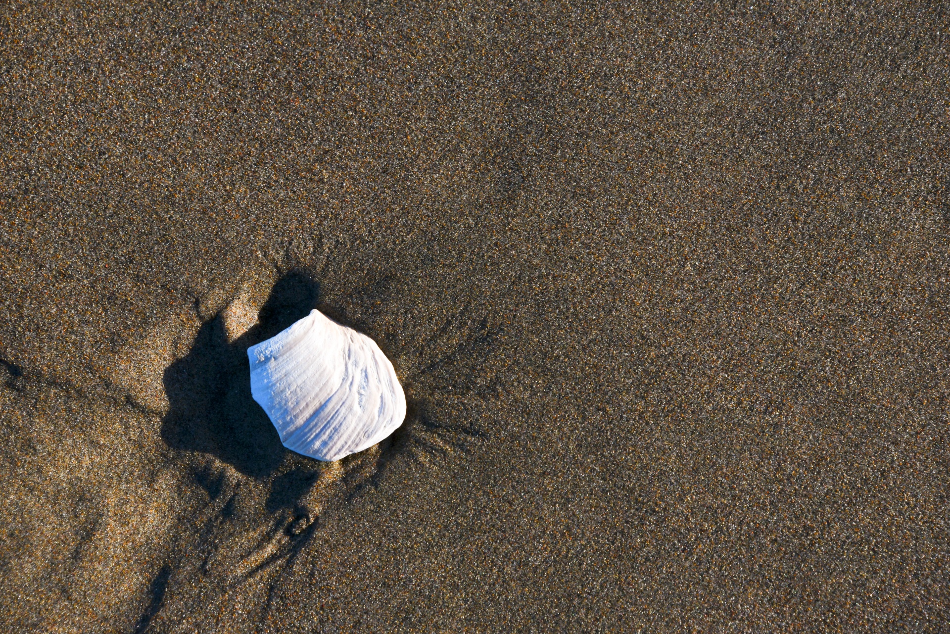 shell background white free photo