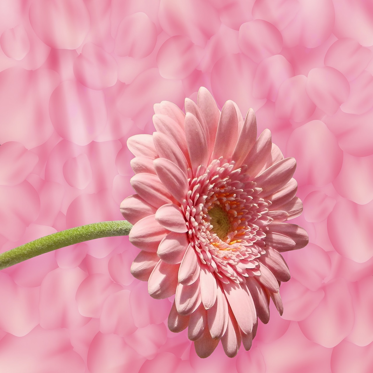 background texture  flower  petals free photo