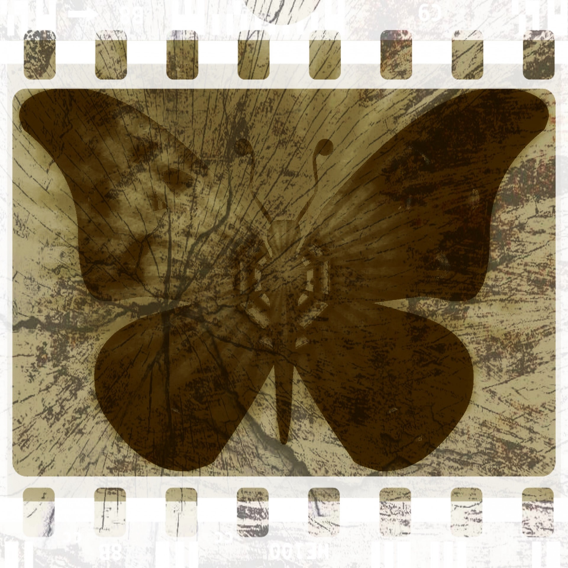 art butterfly graphic free photo