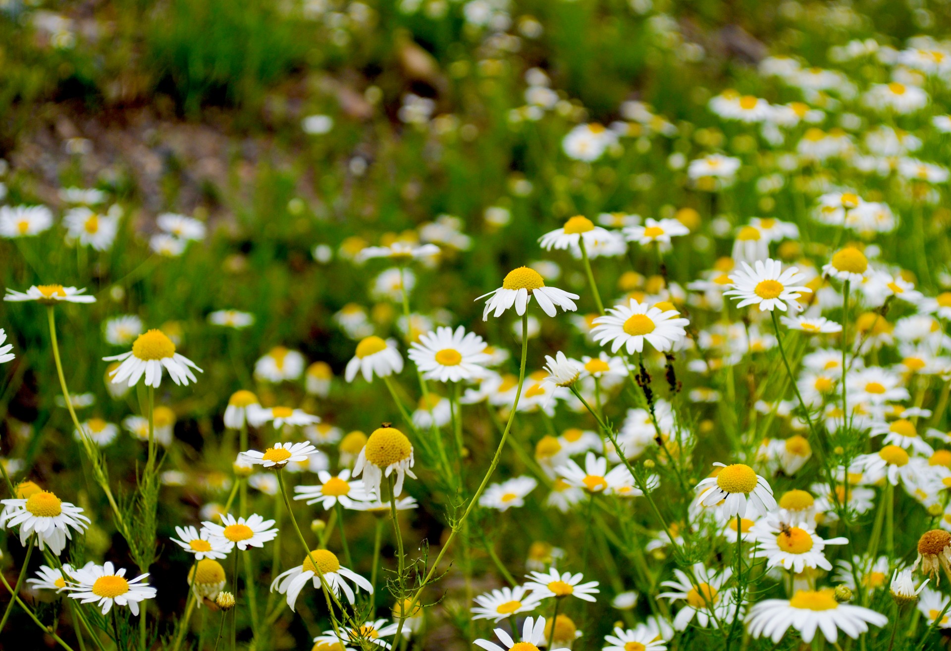 daisy flower closeup free photo