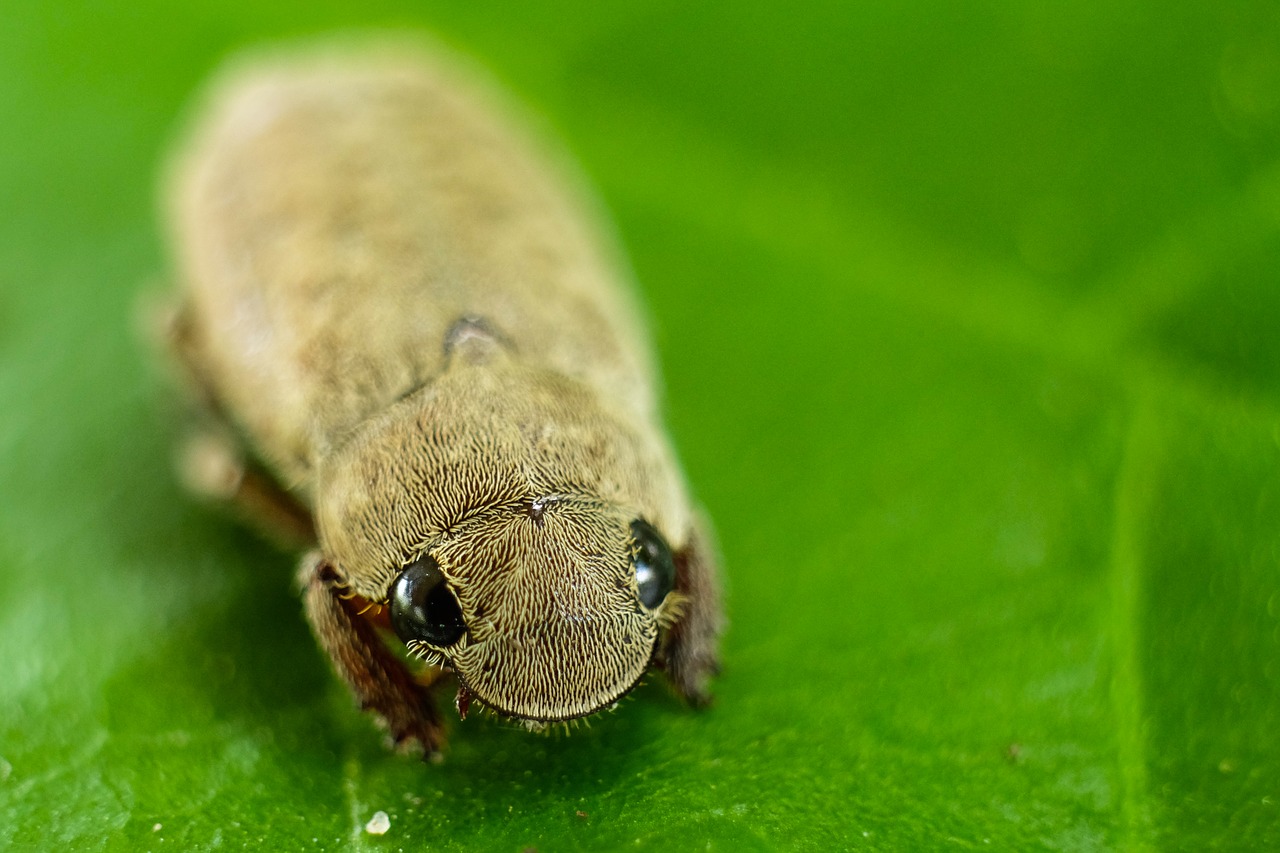 insect macro nature free photo