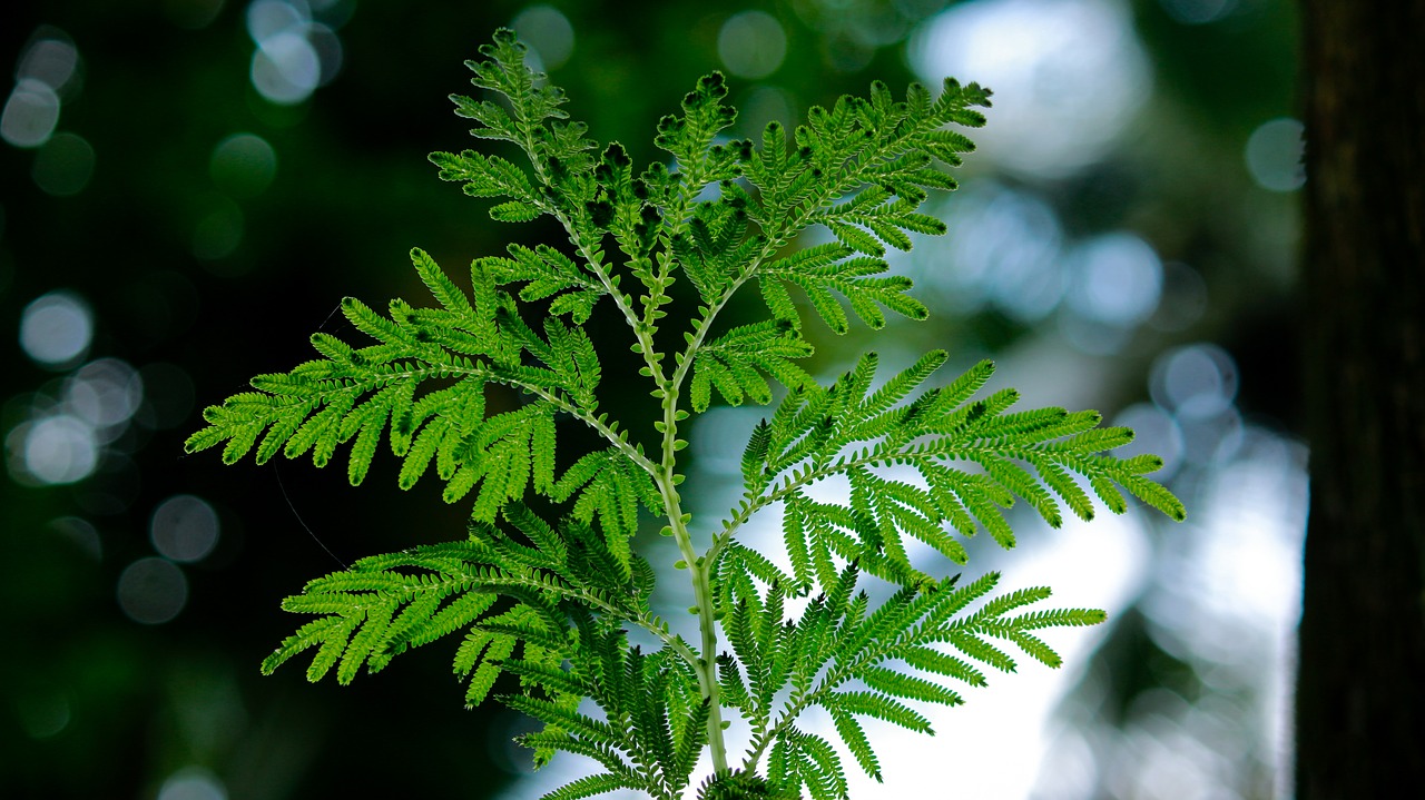 backlight leaf leaves free photo