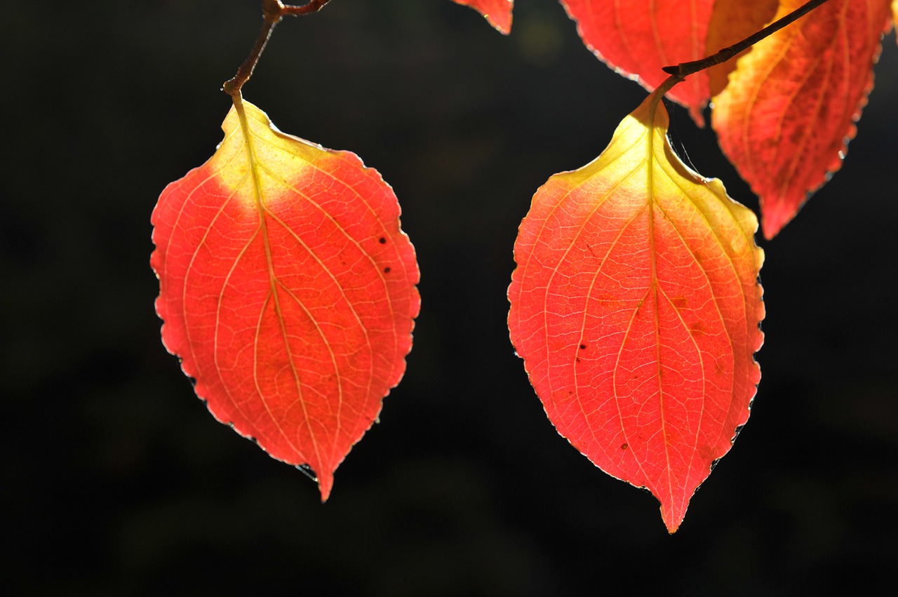 backlight autumn leaves jiri free photo
