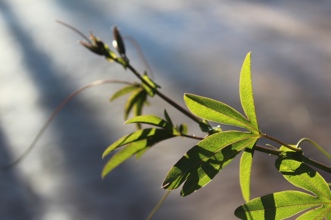 backlight  plant  branch free photo