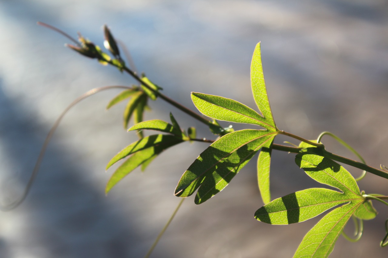 backlight  plant  branch free photo