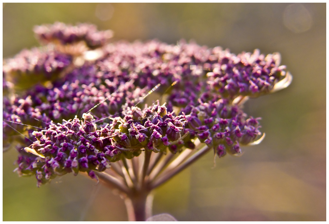 backlight plant flower free photo