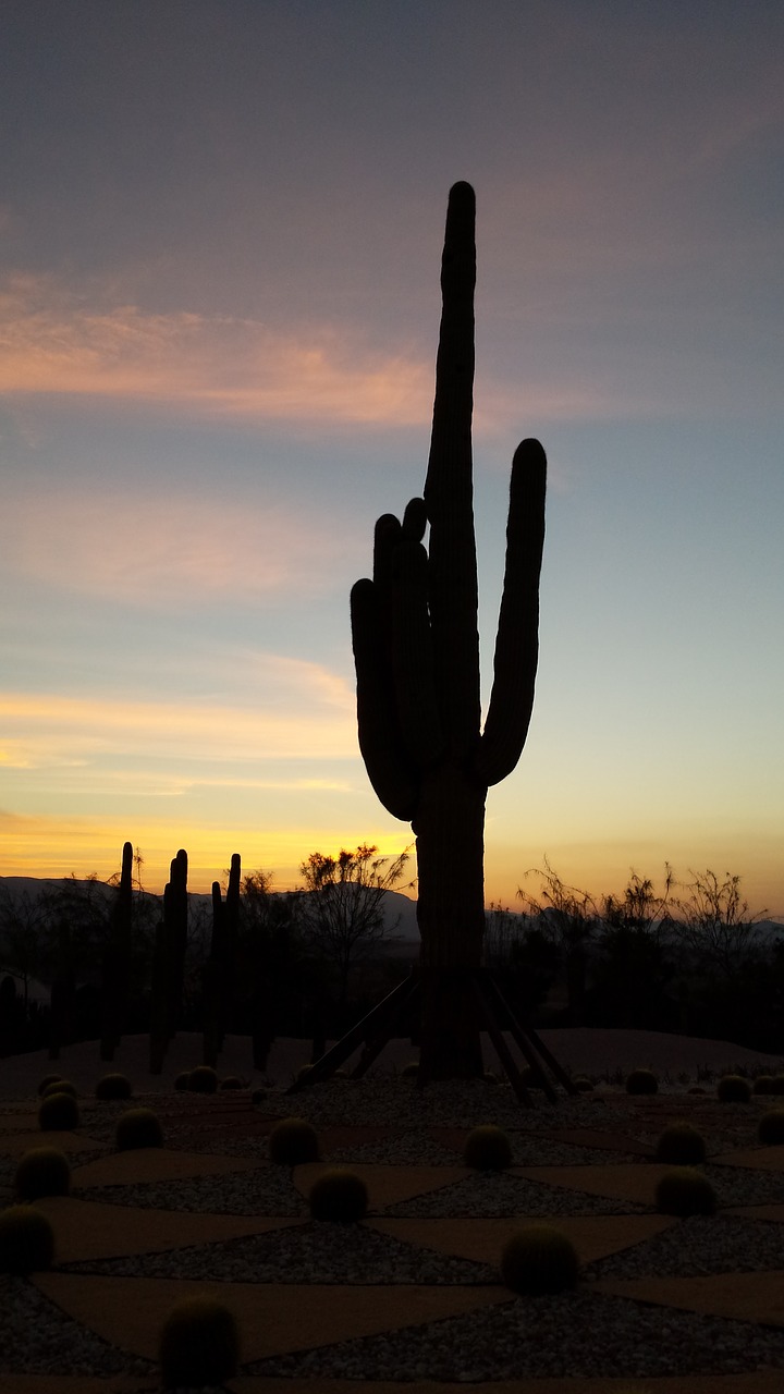 backlight cactus sunset free photo