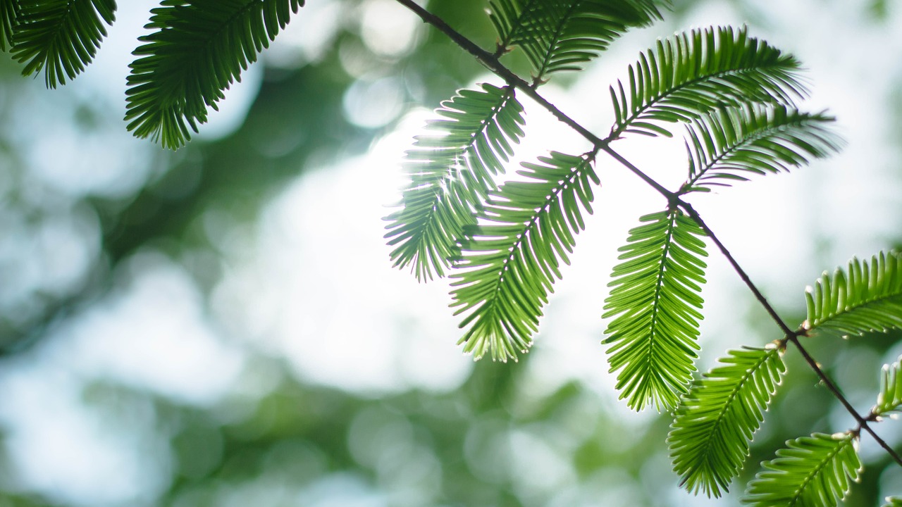 backlighting green leaf free photo