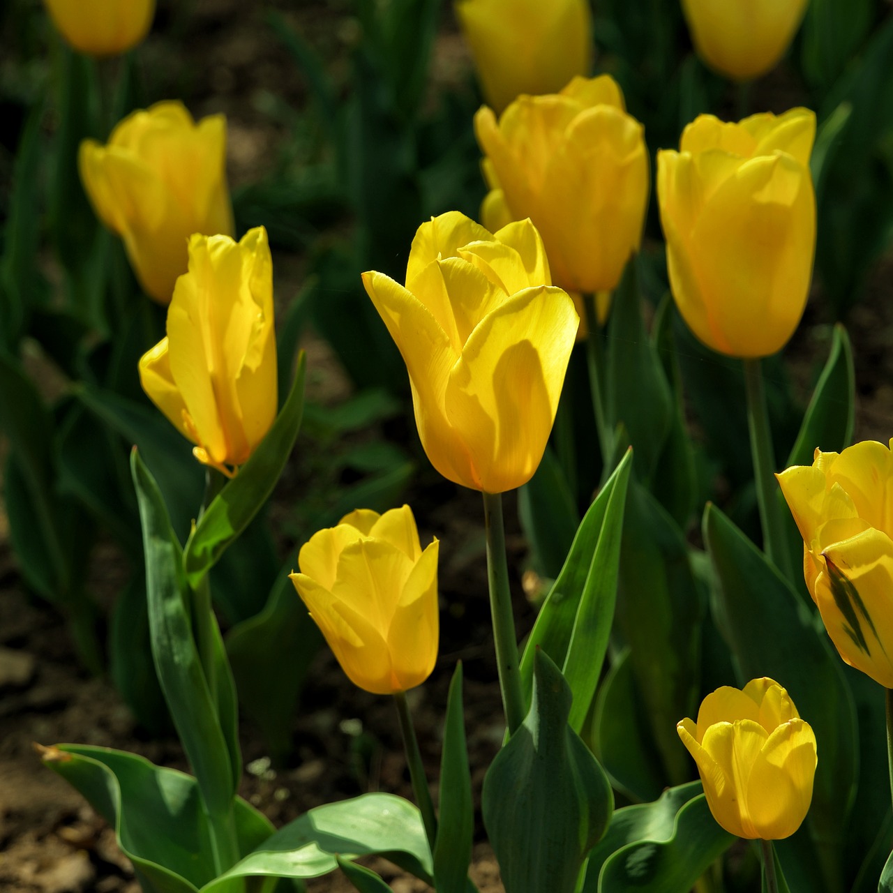 backlighting tulip language of flowers free photo