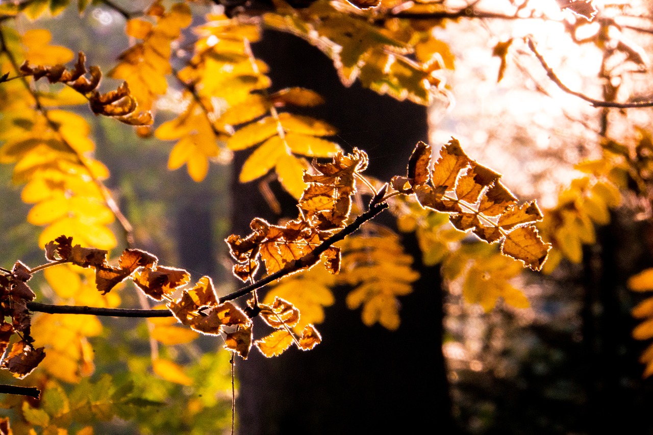 backlighting  autumn  nature free photo