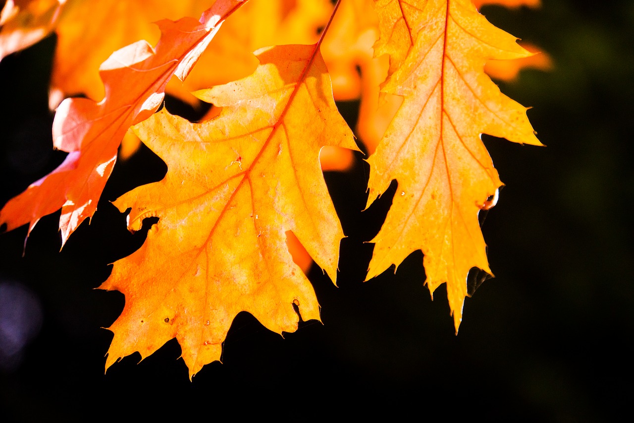 backlighting  autumn  nature free photo