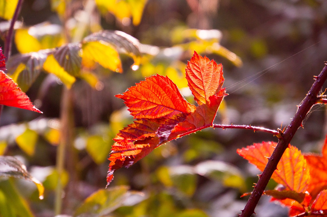 backlighting  autumn  nature free photo