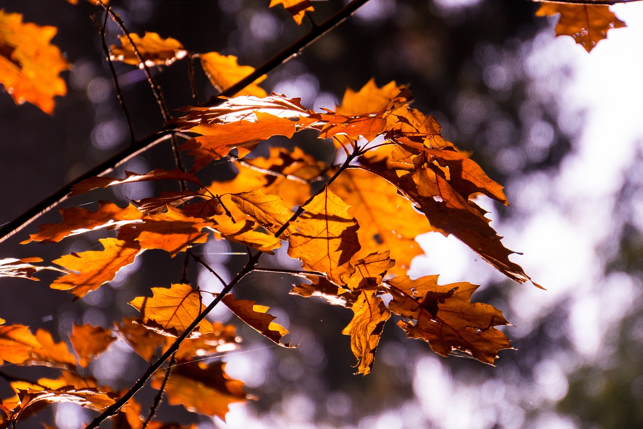 backlighting  autumn  nature free photo