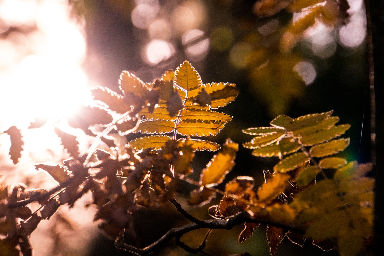 backlighting  autumn  nature free photo