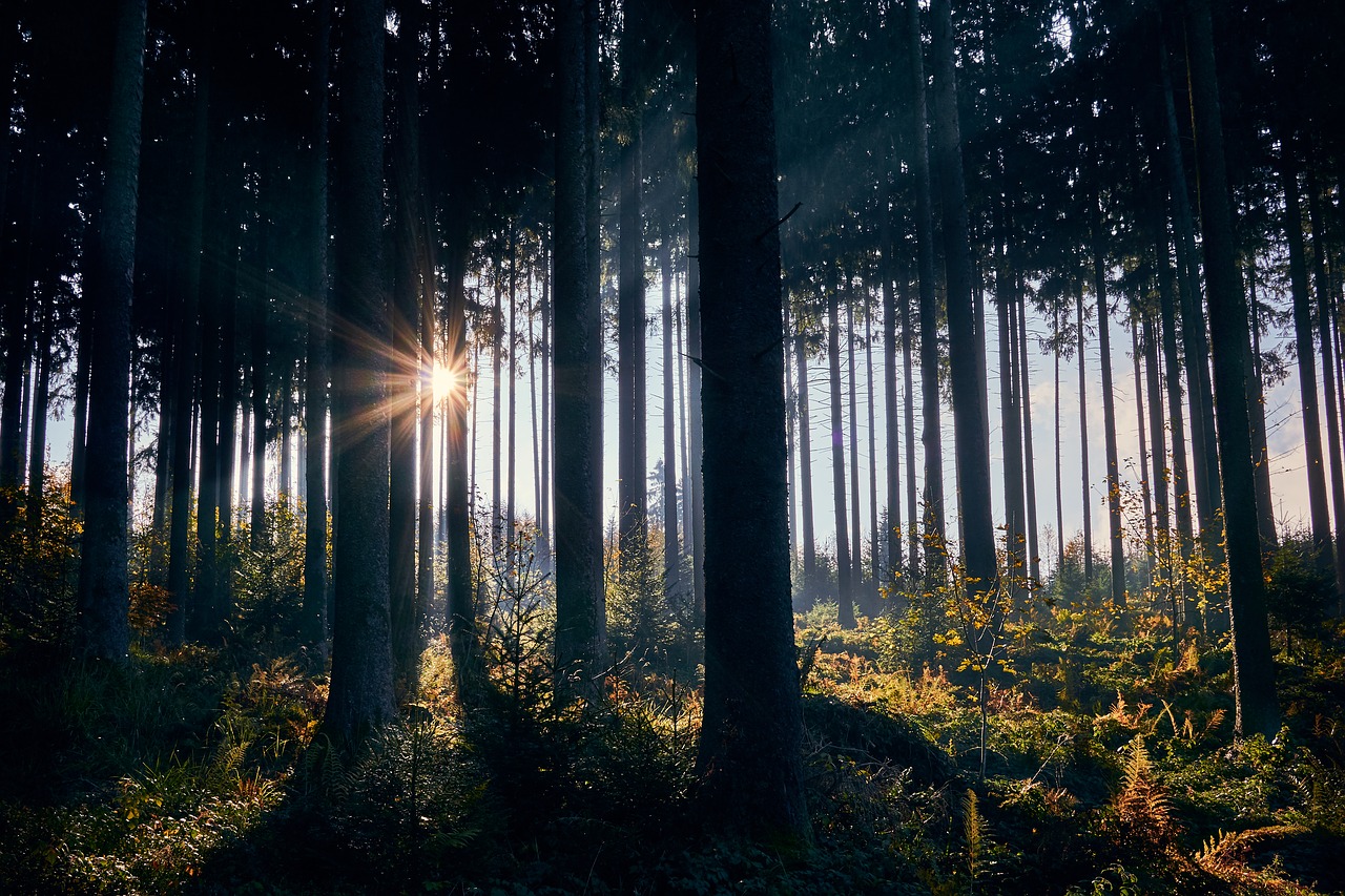 backlighting  autumn  morning free photo