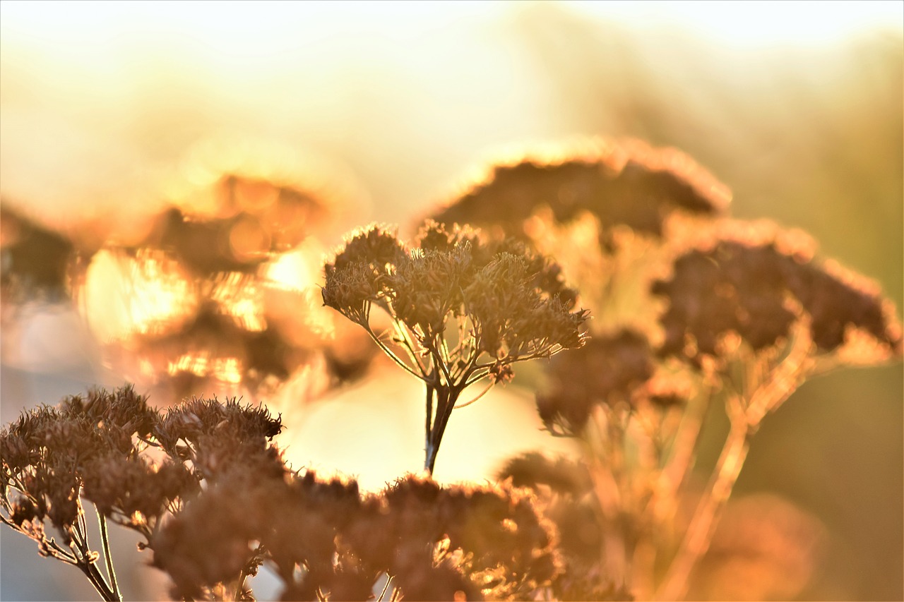 backlighting  mood  plant free photo