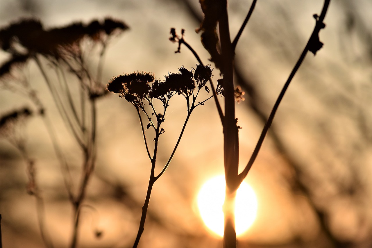 backlighting  mood  plant free photo