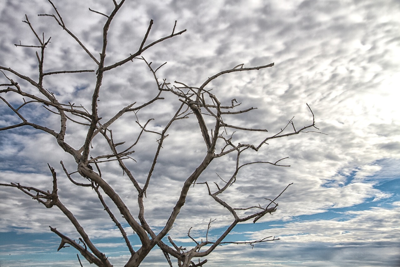 backlit sky twigs free photo