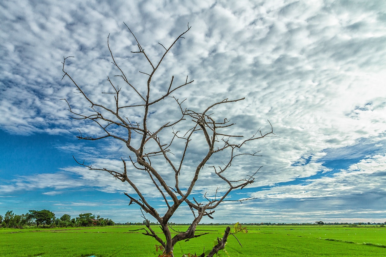 backlit sky twigs free photo