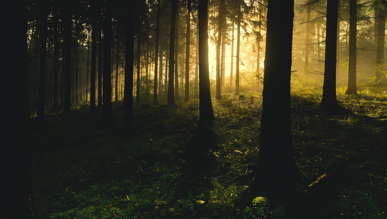 backlit conifers dark free photo