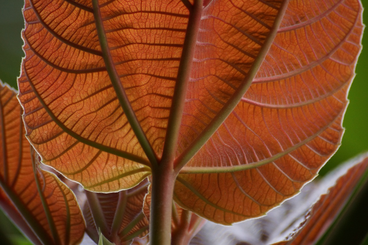 backlit leaves macro free photo