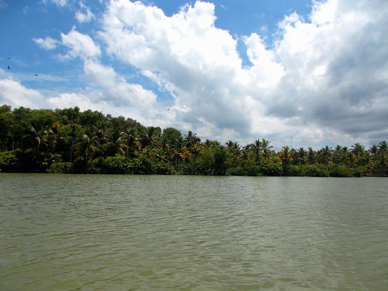backwaters lake coconut trees free photo