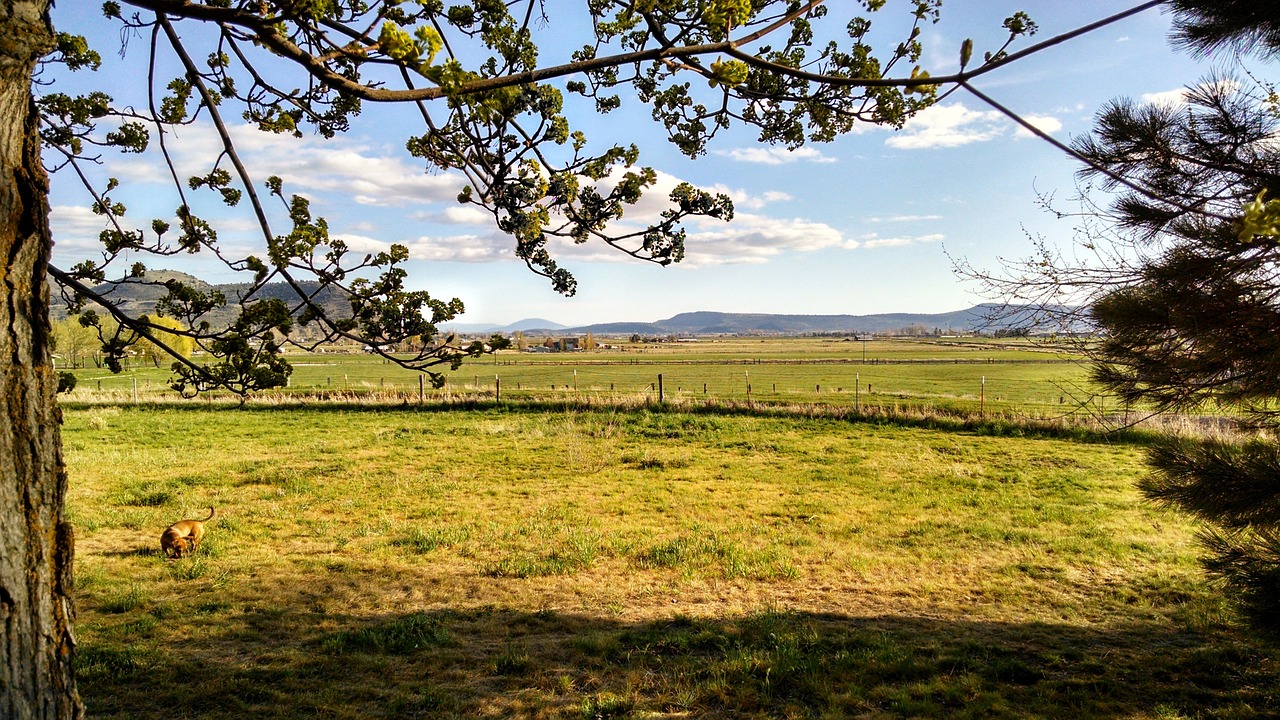 backyard tree lawn free photo