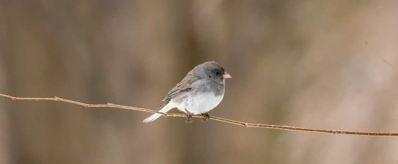 backyard  wildlife  birdwatching free photo