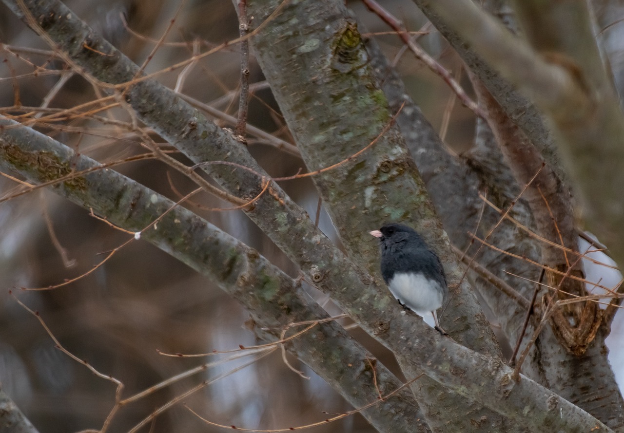 backyard  wildlife  birdwatching free photo