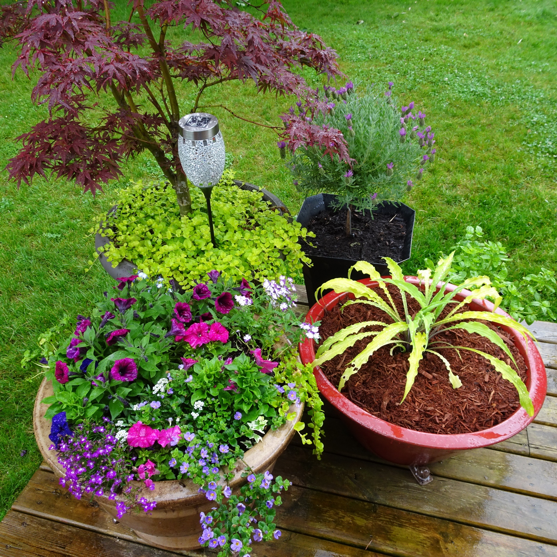 backyard flowers rainy free photo