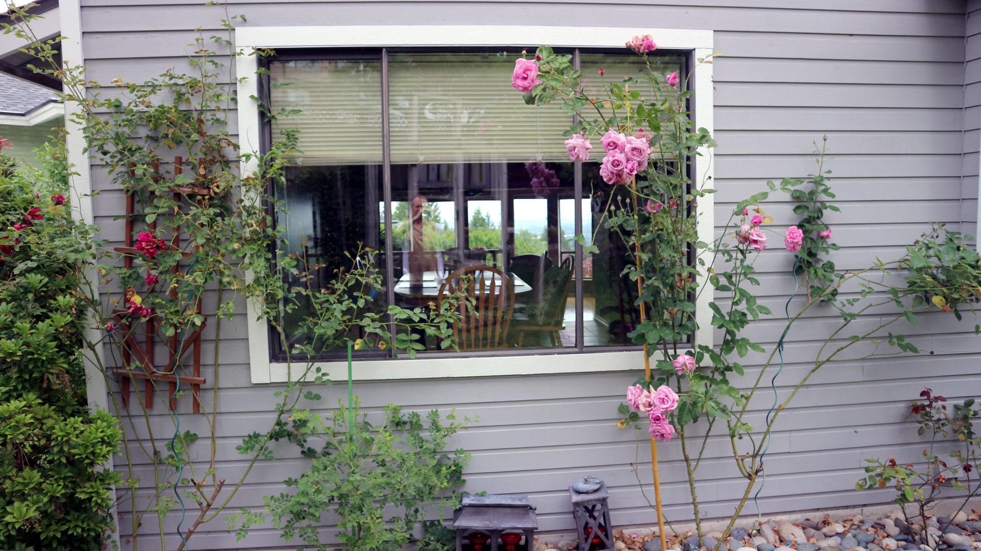Backyard Window Flowers Roses Plants Free Image From Needpix Com