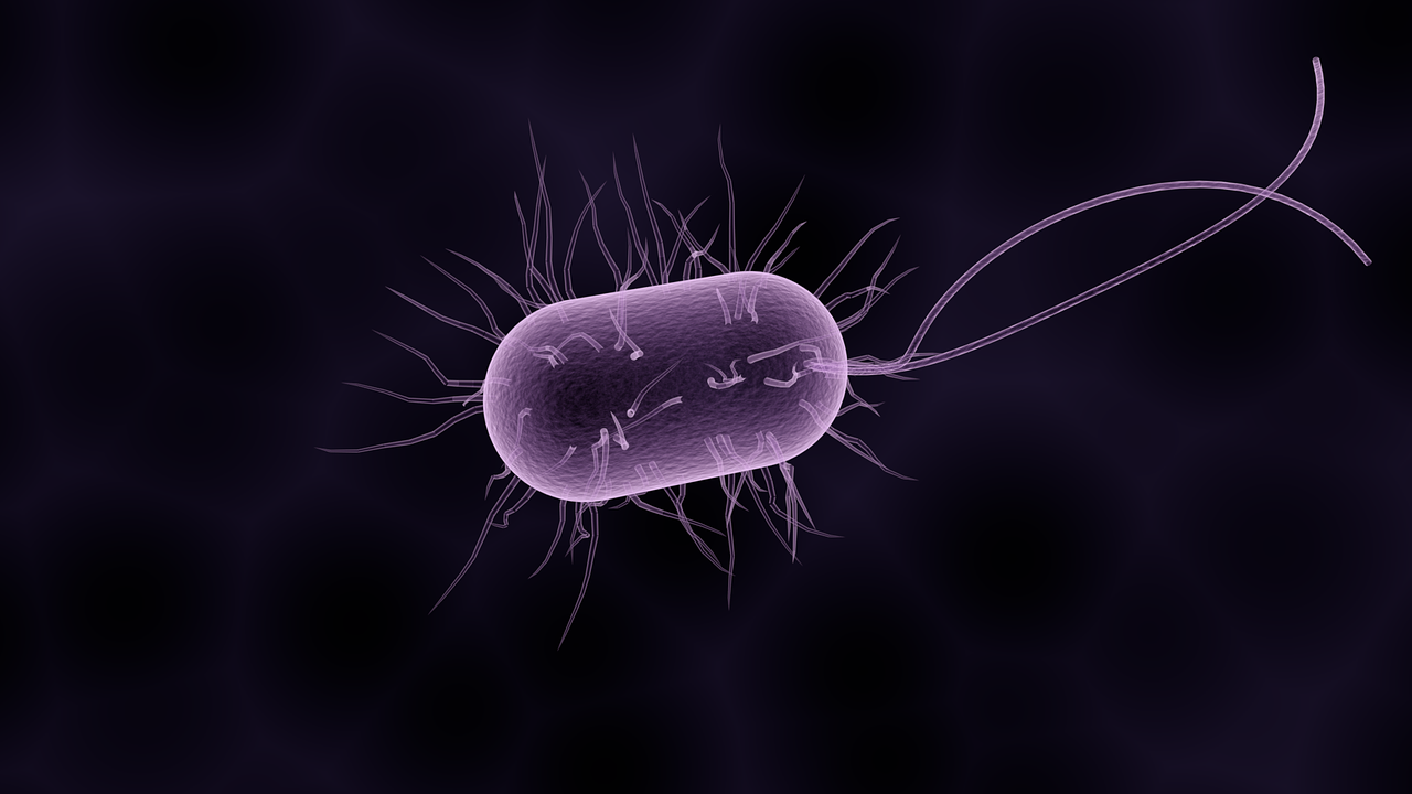 bacteria bacterium microbiology free photo
